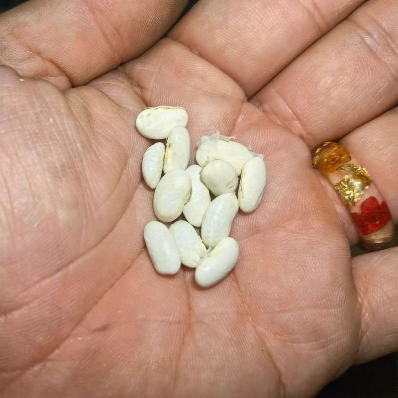 Bean Bush Pole Witsa (10 Seeds)