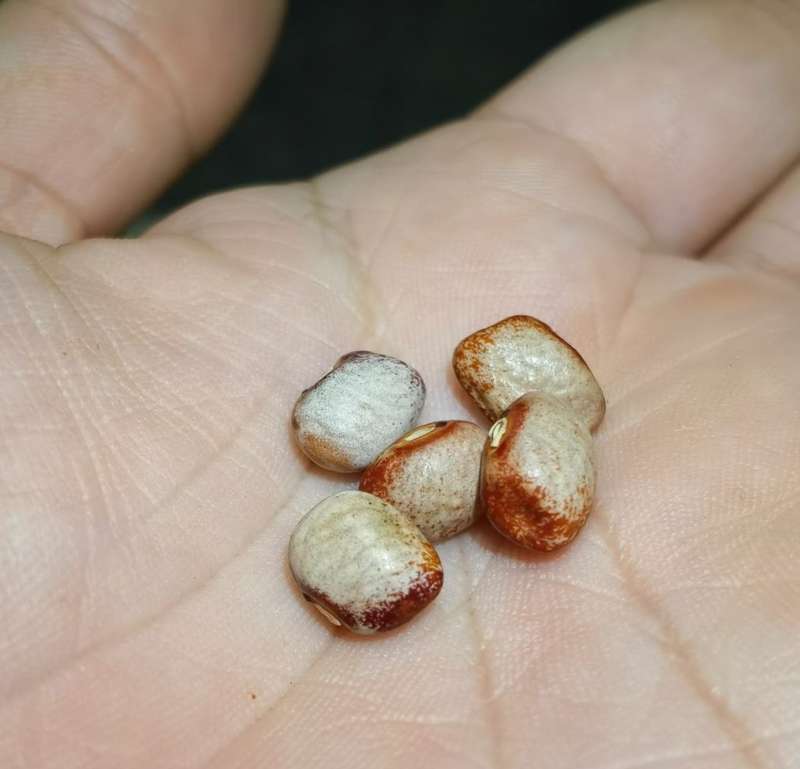 Bean Mayflower (10 Seeds)