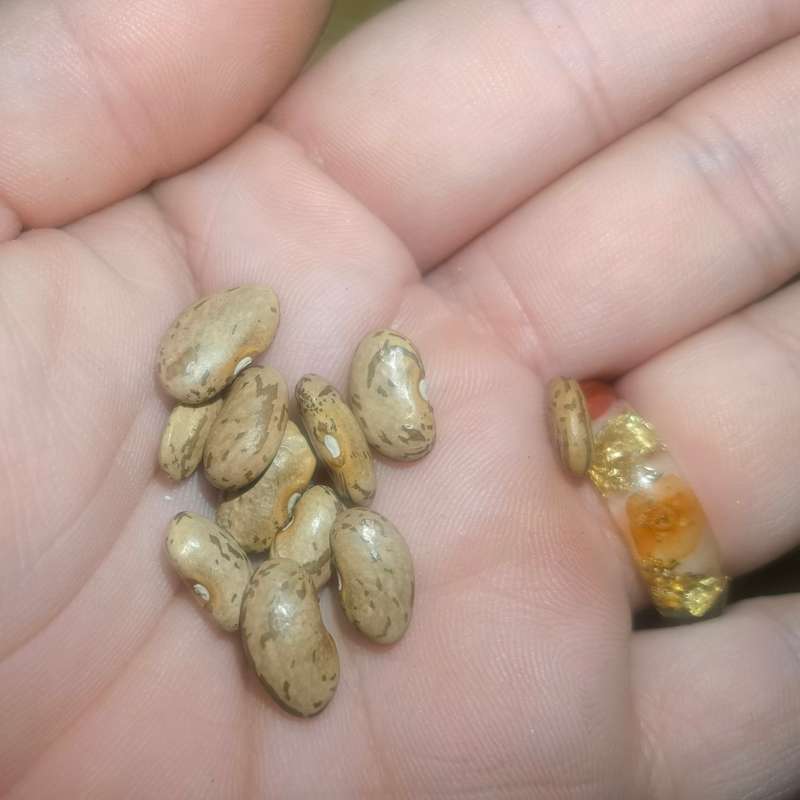 Bean Pole Australian Rattlesnake (10 Seeds)