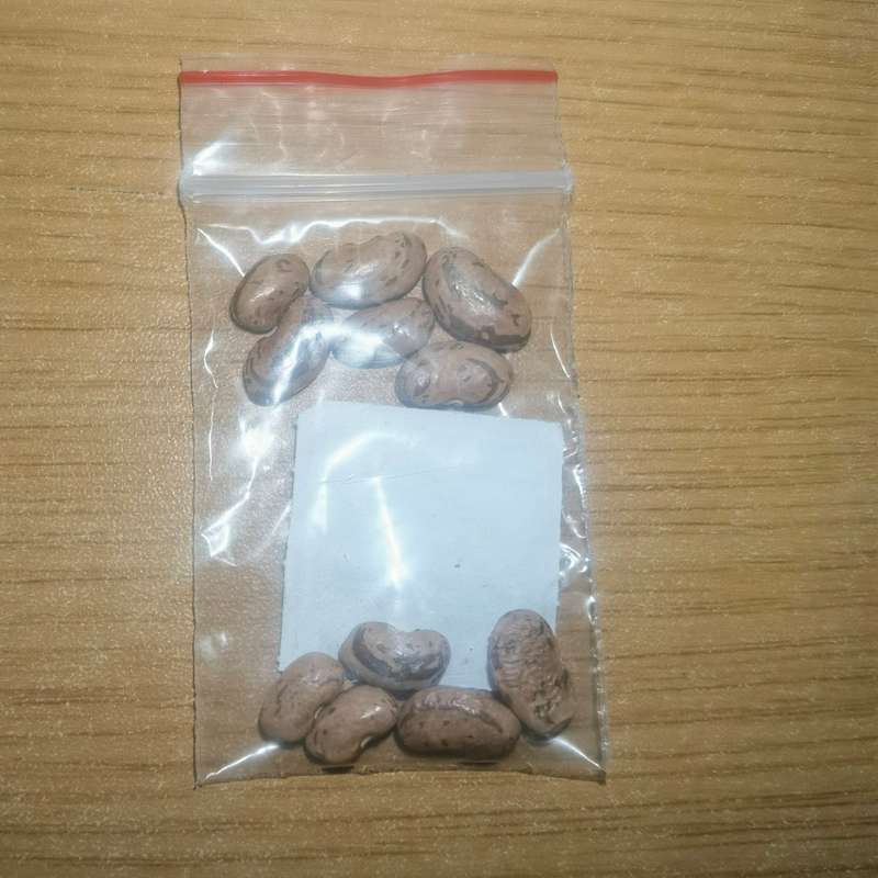 Bean Pole Australian Rattlesnake (10 Seeds)