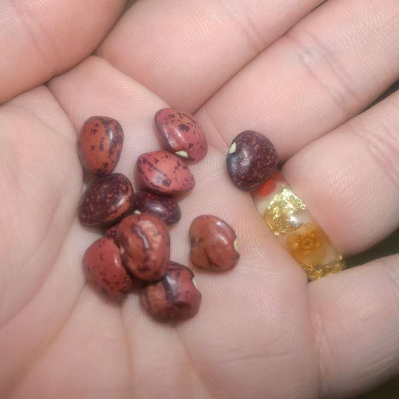 Bean Pole Lima Dixie (10 Seeds)
