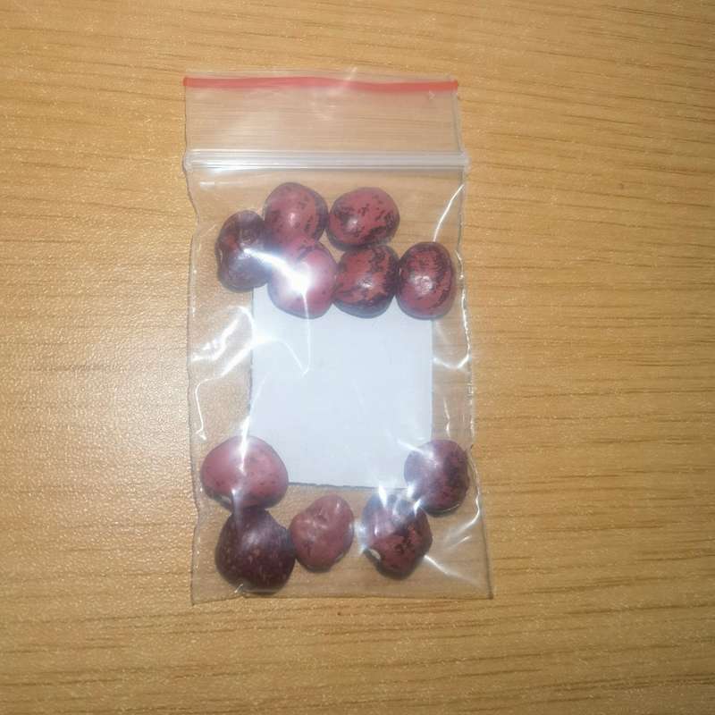 Bean Pole Lima Dixie (10 Seeds)