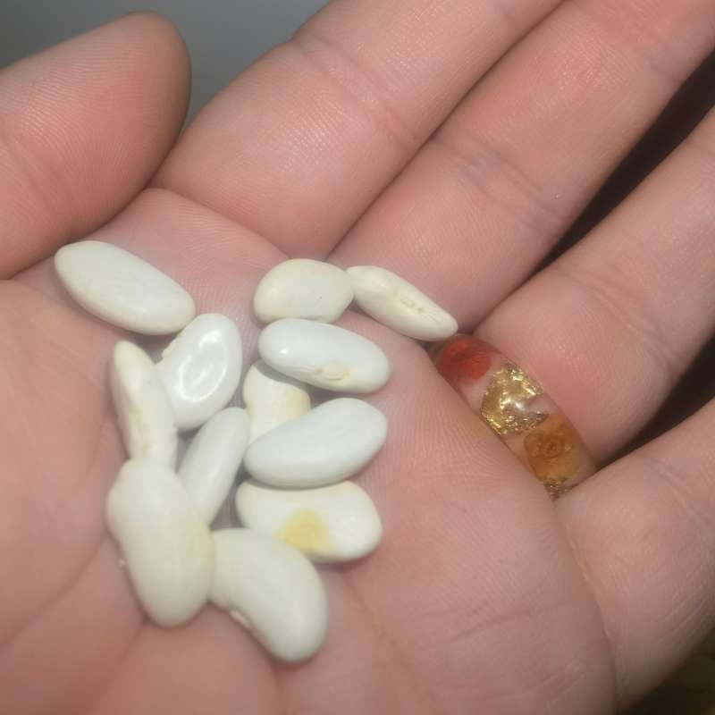 Bean Pole Northeaster (10 Seeds)