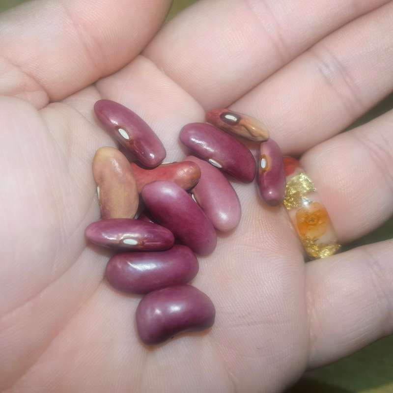 Bush Bean Windsor Long Pod (10 Seeds)