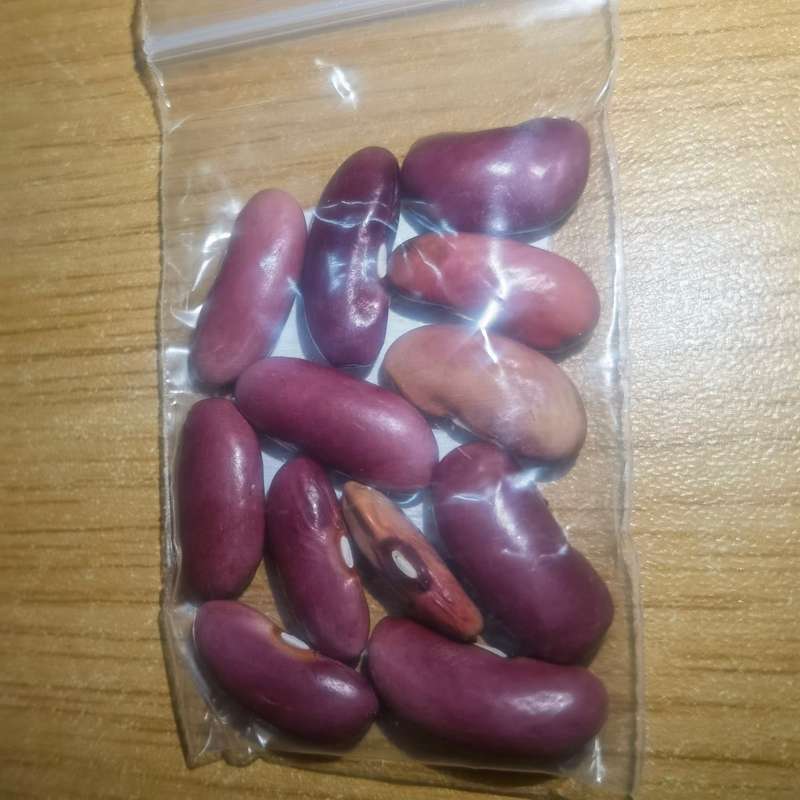 Bush Bean Windsor Long Pod (10 Seeds)