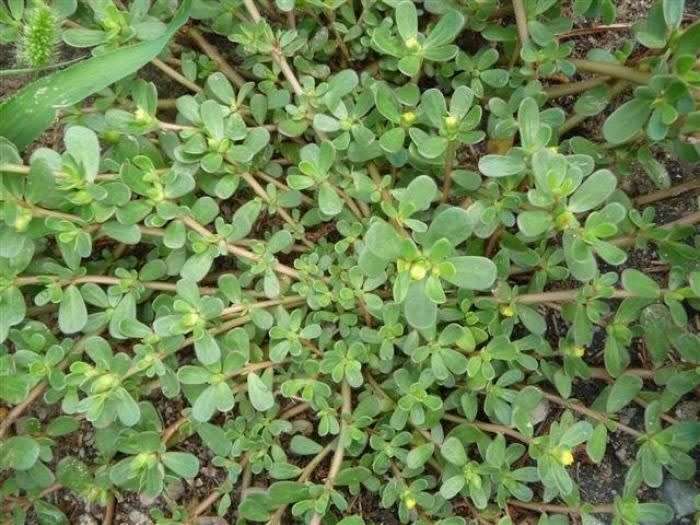 Purslane Green (60 Seeds)