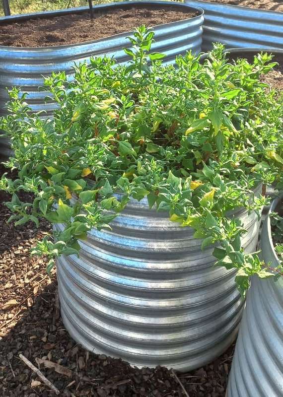 New Zealand Spinach Organic - 10 Seeds