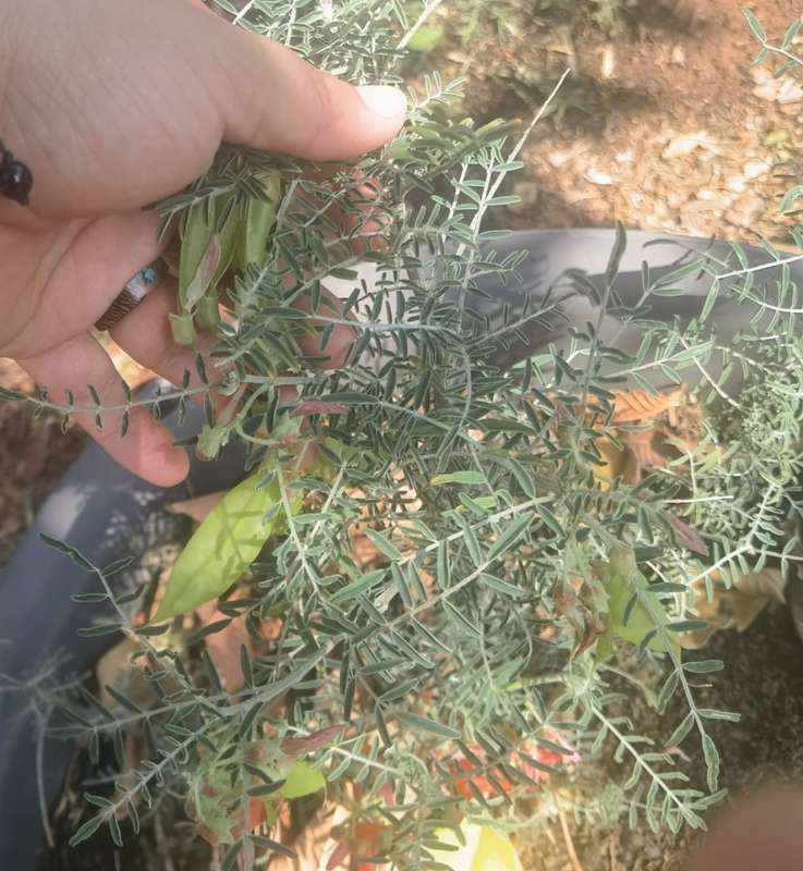 Cancer Bush (10 Seeds)