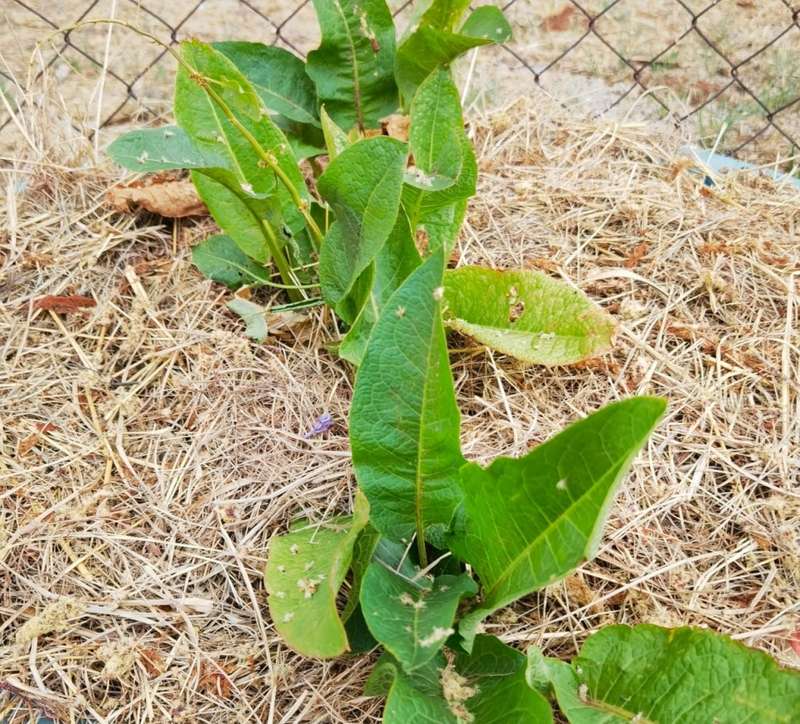 Yellow Dock (50 Seeds)