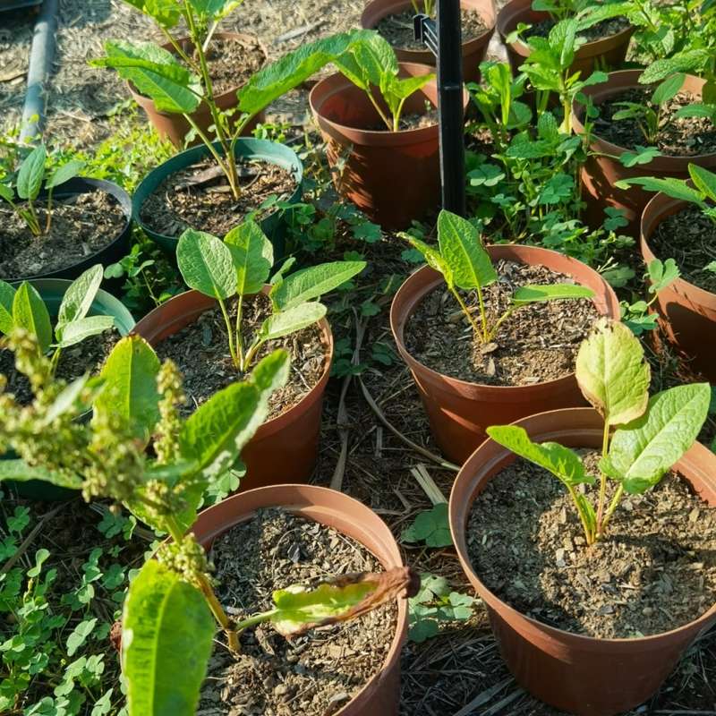Yellow Dock (50 Seeds)