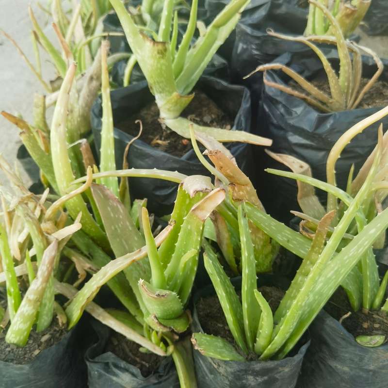 Aloe Vera Plant