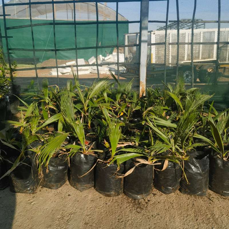 Fan Palm (2 year Old Seedling)