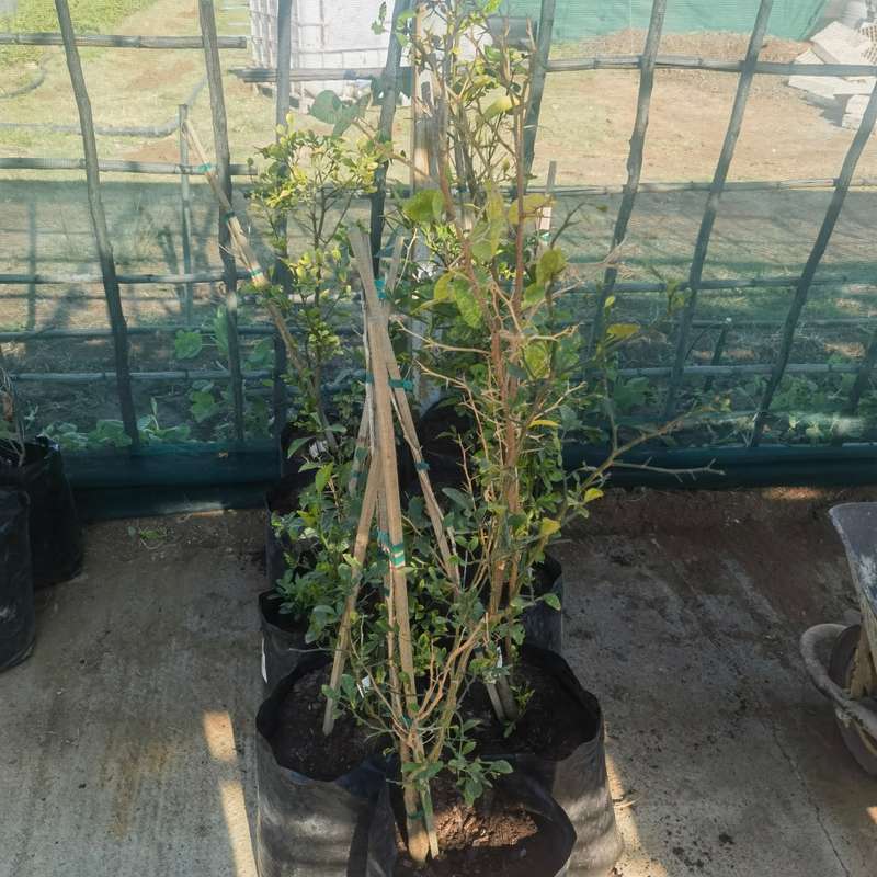 Cara Cara Navel (Blood Orange) Tree