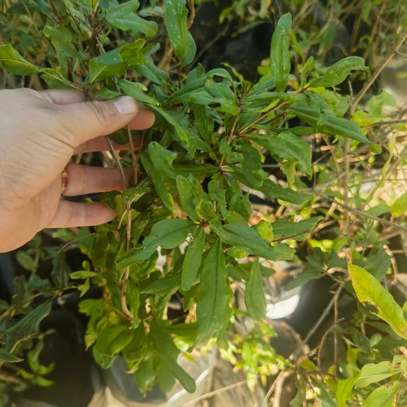 Pomegranate Tree