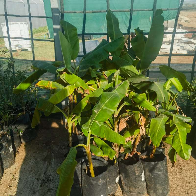Williams Banana Tree