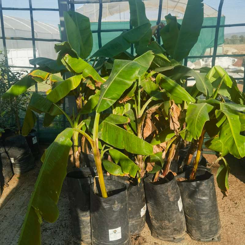 Williams Banana Tree