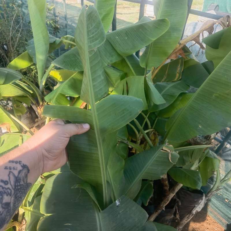 Williams Banana Tree