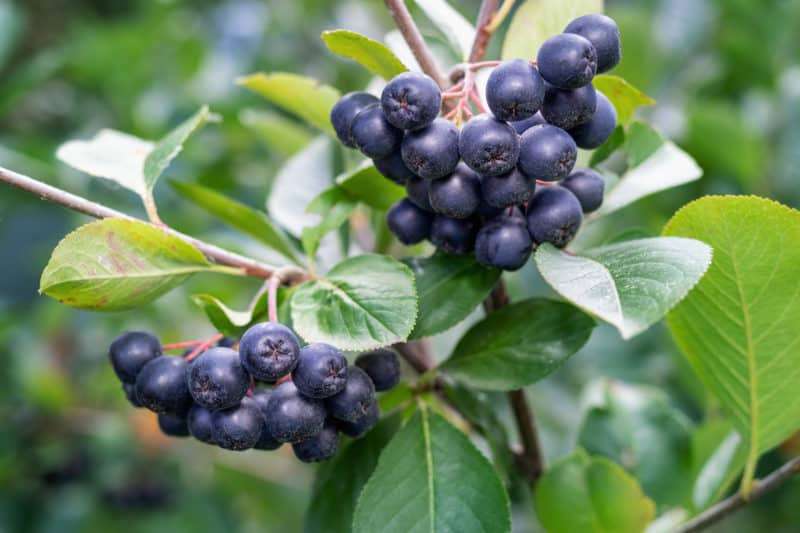 Aronia Berry (Black) Plant