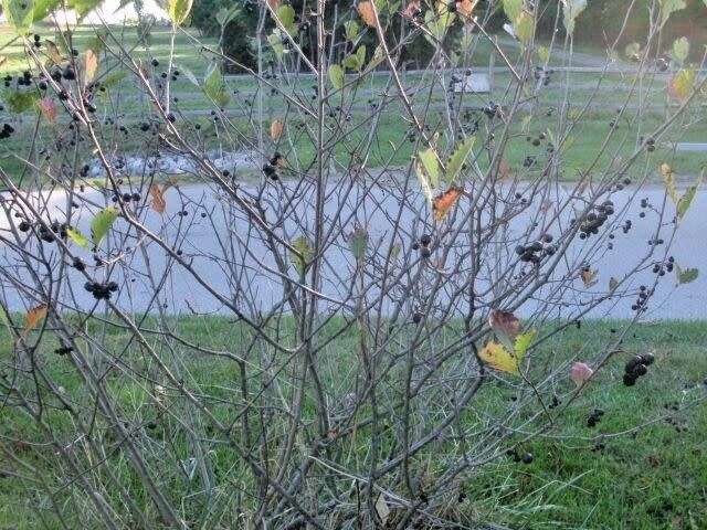 Aronia Berry (Black) Plant