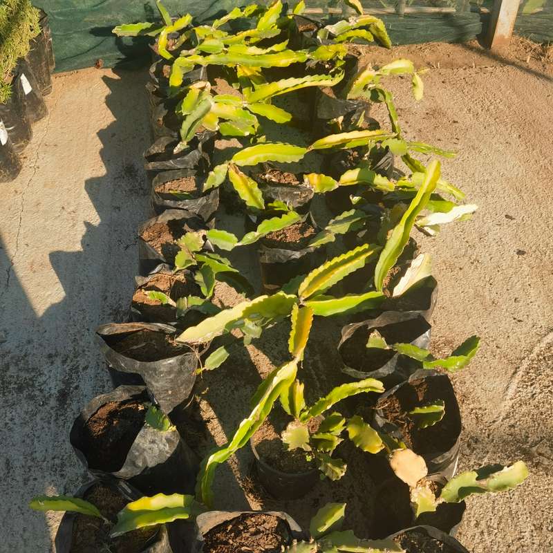 White Fleshed Dragon Fruit Plant