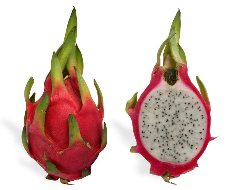White Fleshed Dragon Fruit Plant
