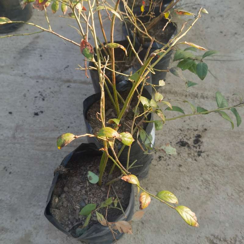 Blueberry Plant