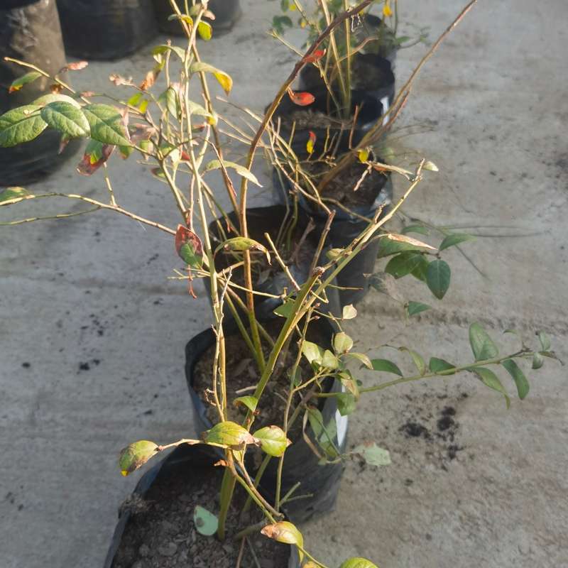 Blueberry Plant