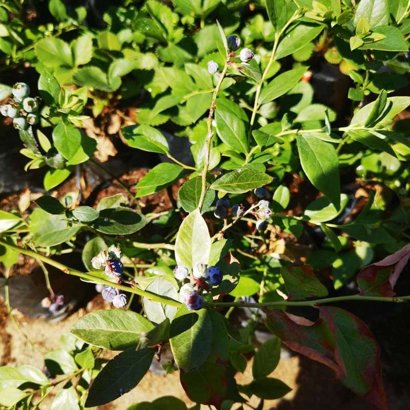 Blueberry Plant