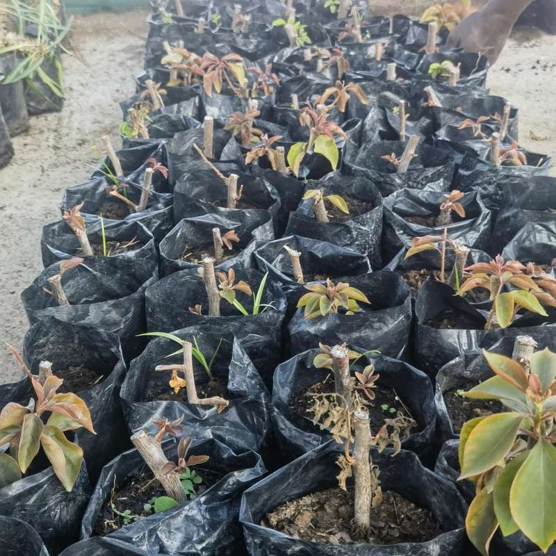 Bougainvillea Rooted Cuttings Plant
