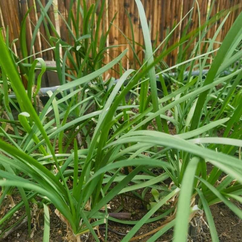 Garlic Chives Organic Fresh (30 Gram)