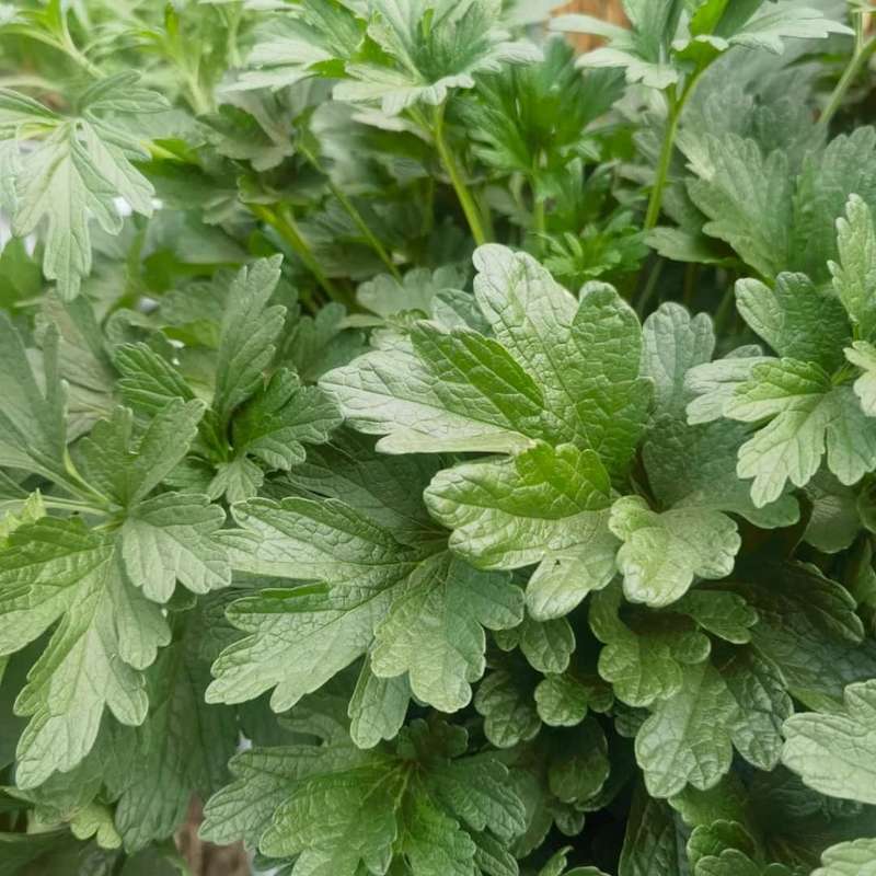 Motherwort Fresh Organic (30 Grams)