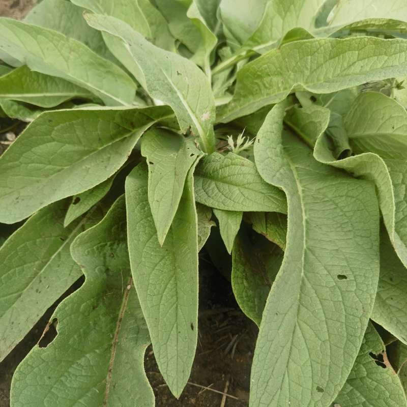 Comfrey Seedling Organic