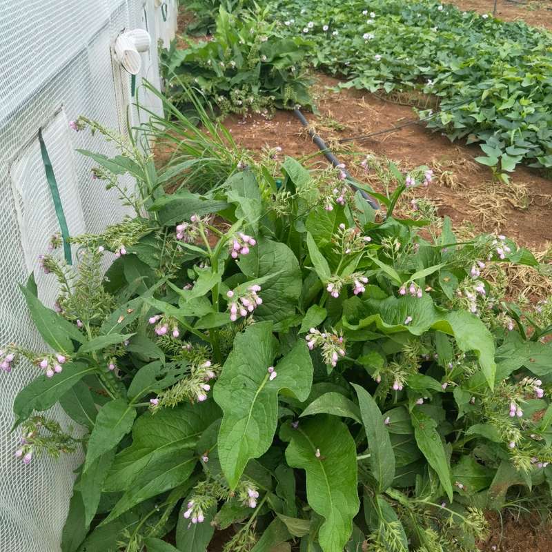 Comfrey Seedling Organic
