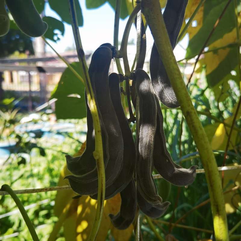 Bean Black Velvet Organic - 100 Seeds
