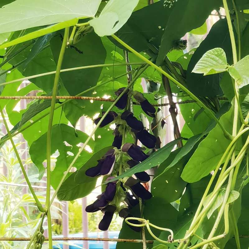 Bean Black Velvet Organic - 100 Seeds
