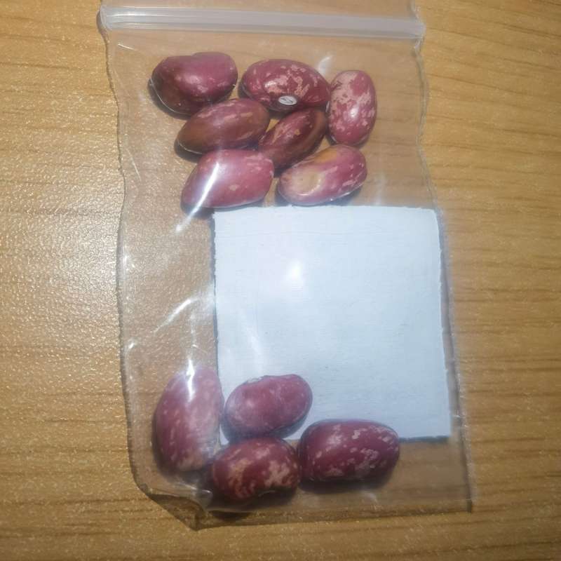 Bean Bush Borlotti (10 Seeds)