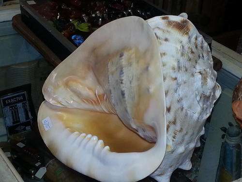 Very Big CONCH Shell
