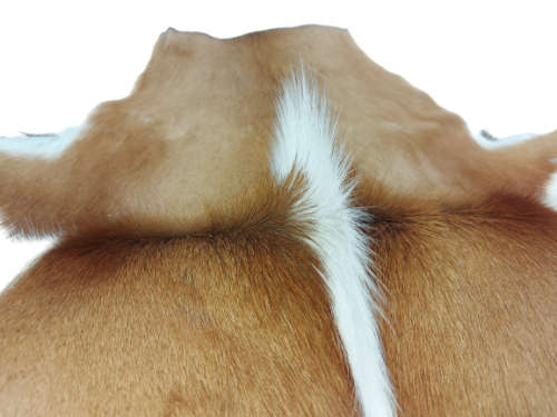 SPRINGBOK SKIN RUGS  %100 ORGINAL