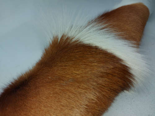 SPRINGBOK SKIN RUGS  %100 ORGINAL