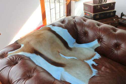 SPRINGBOK SKIN RUGS  %100 ORGINAL