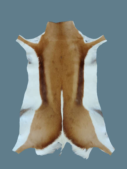 SPRINGBOK HIDE   (  FREE DELIVERY )