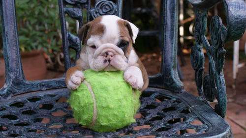 English Bulldog puppies