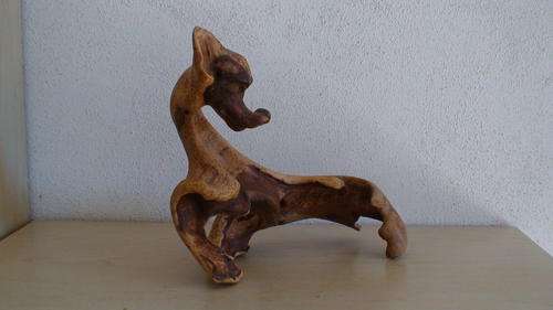 Dog in Scumpia Wood