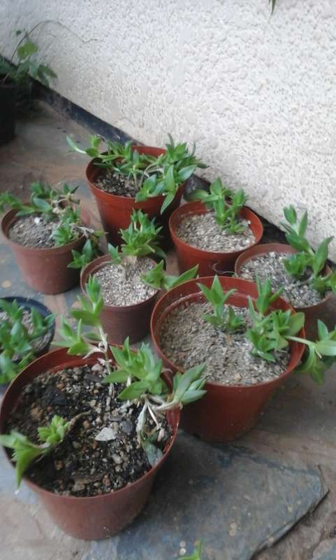 Sceletium Tortuosum Plants
