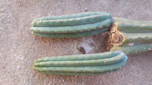 PSYCHOACTIVE PERUVIAN TORCH CACTUS CUTTINGS 15cm - Ethnobotanical