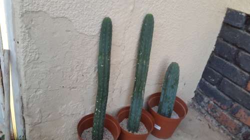 PSYCHOACTIVE SAN PEDRO CACTUS CUTTINGS 10 cm