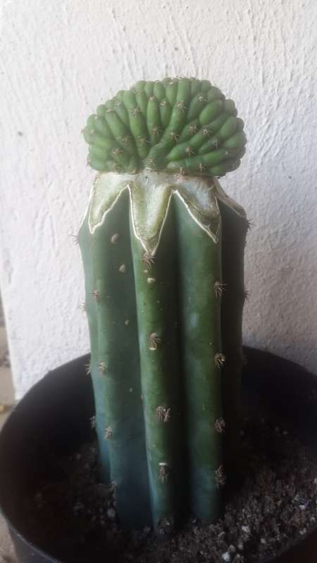 GRAFTED TRICHOCEREUS PERUVIANUS CACTUS CREST - Ethnobotanical