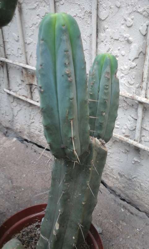 PSYCHOACTIVE BOLIVIAN TORCH CACTUS CUTTINGS 20cm - Ethnobotanical