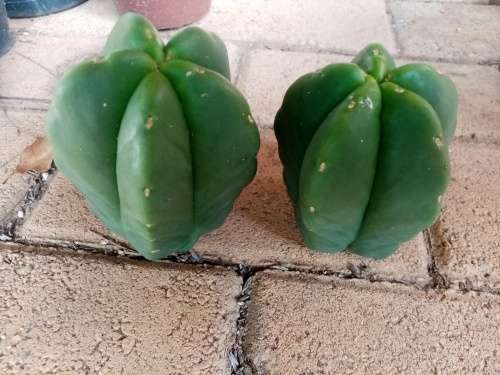 RARE TRICHOCEREUS SCOPULICOLA CACTUS CUTTINGS 8 cm - Ethnobotanical