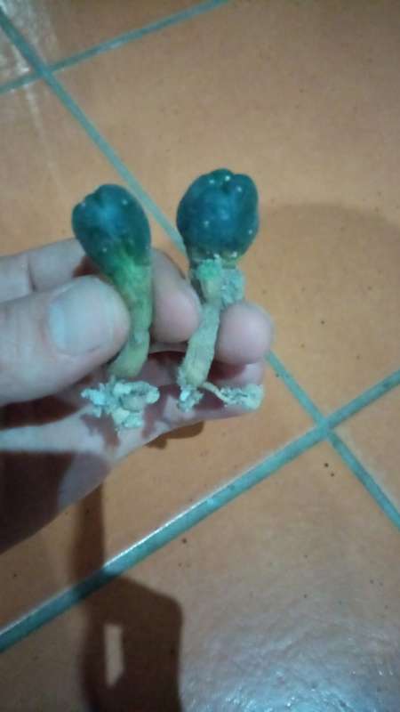 Lophophora williamsii/Peyote seedlings